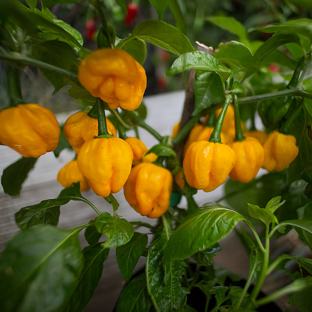 world of chillies Papa Joe's Scotch Bonnet plant with clusters of ripe yellow bonnet-shaped chillies