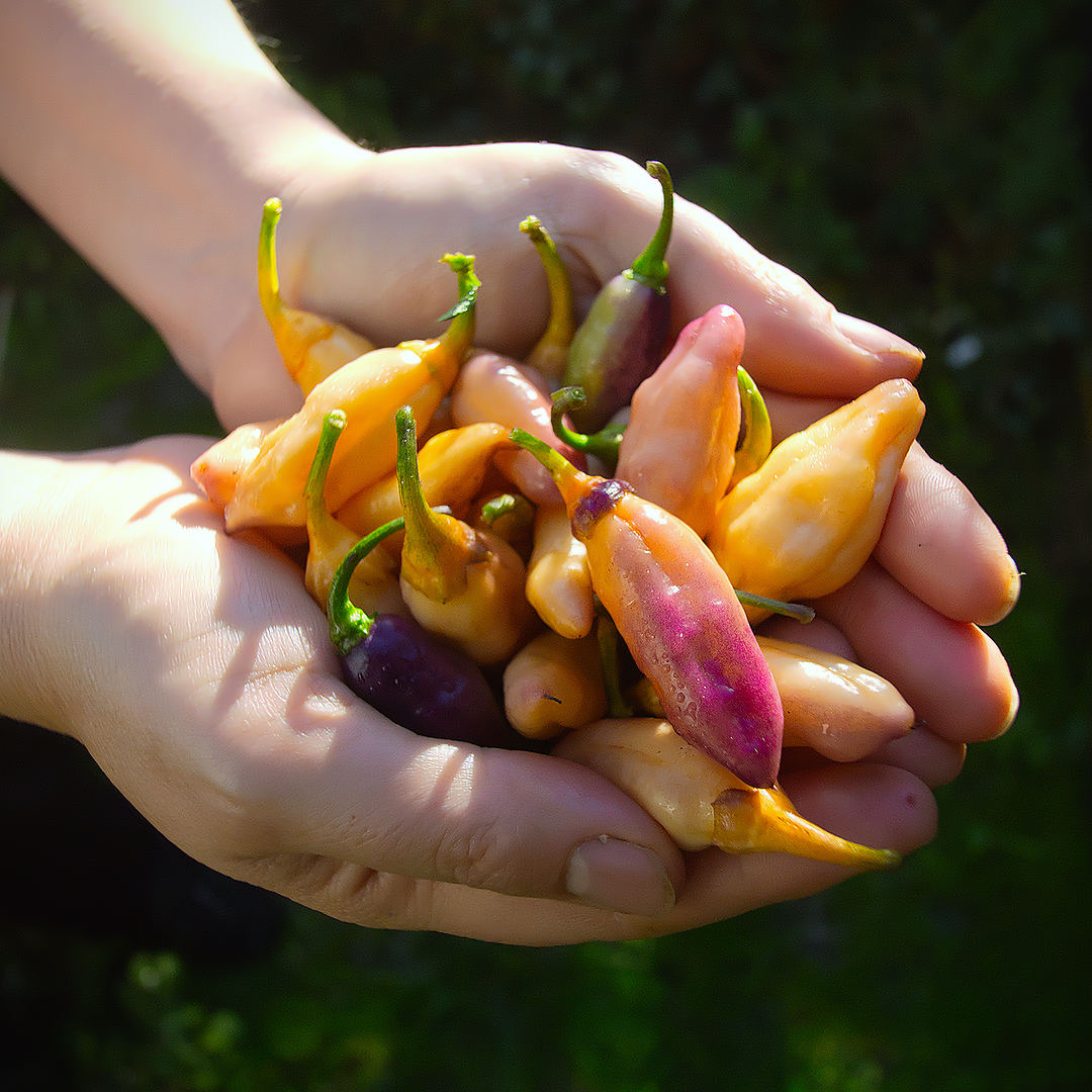 World of Chillies hands holding ripe Peach Gum Tiger chillies in sunlight