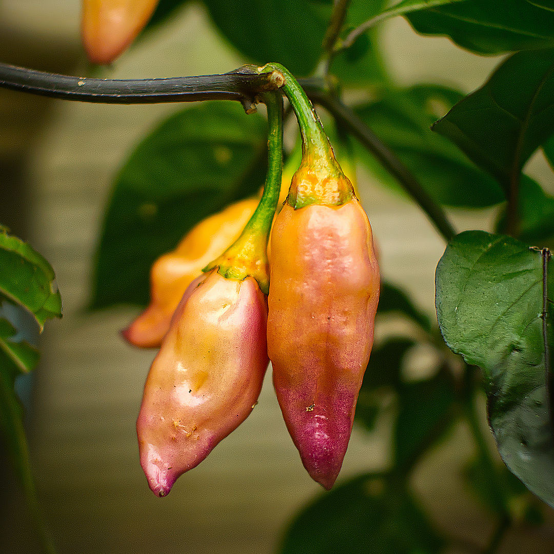 World of Chillies Peach Gum Tiger chilli ripening from purple to peach on plant