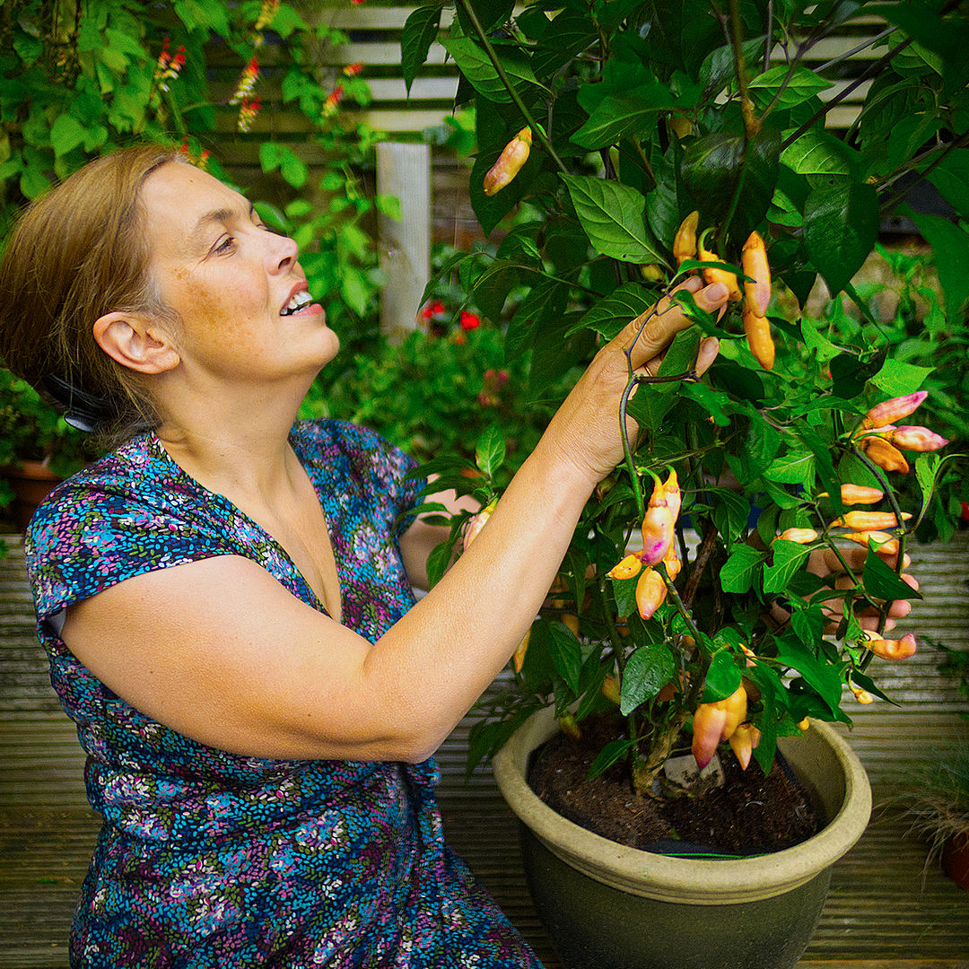 World of Chillies grower tending tall Peach Gum Tiger chilli plant in container