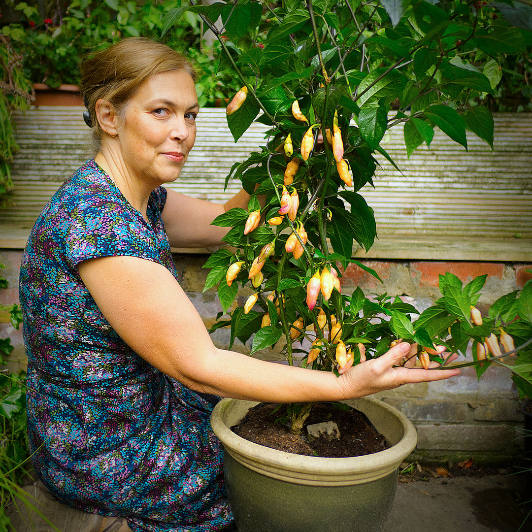 World of Chillies grower showing mature Peach Gum Tiger plant full of pods