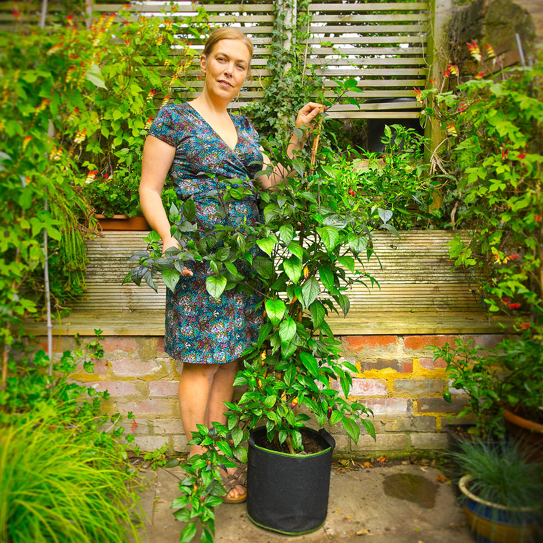 World of Chillies tall Peach Gum Tiger chilli plant growing in pot