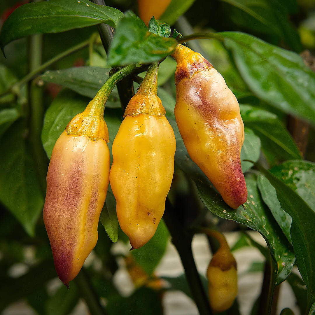 World of Chillies close-up of ripe Peach Gum Tiger chillies with peach and lilac tones