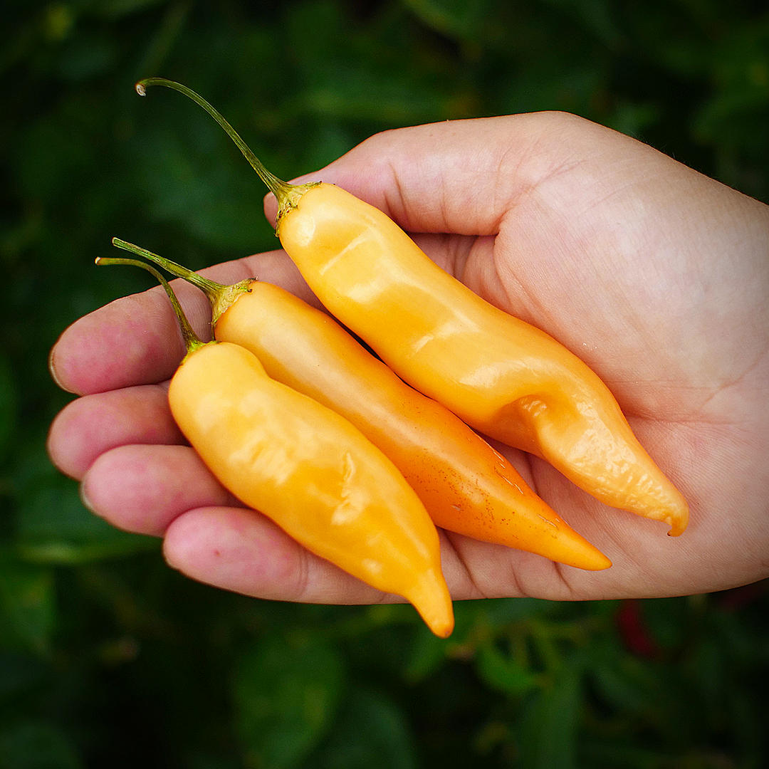 World of Chillies hand holding ripe Sugar Rush Peach chillies