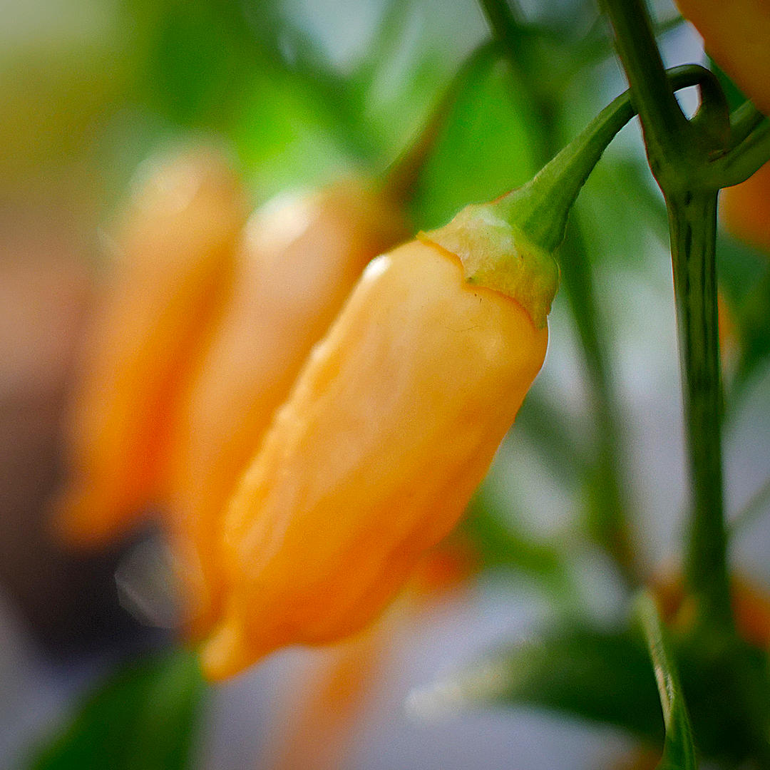 World of Chillies close-up of ripening Sugar Rush Peach chilli pod