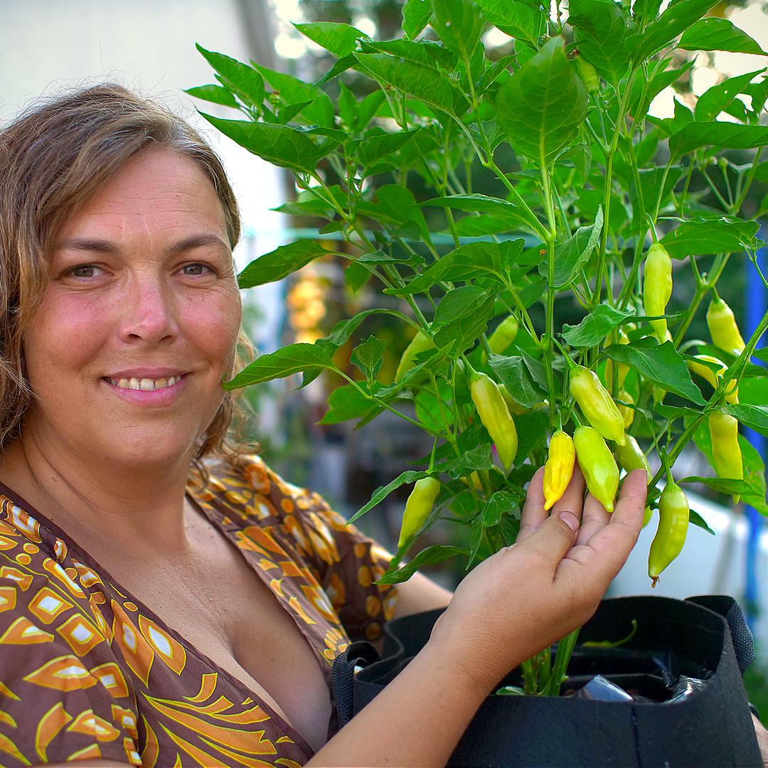 World of Chillies grower with Sugar Rush Peach plant showing early fruit