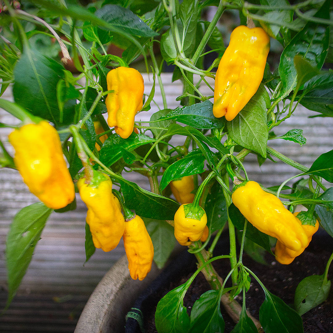 World of Chillies Pepperoncini chillies ripening to bright yellow