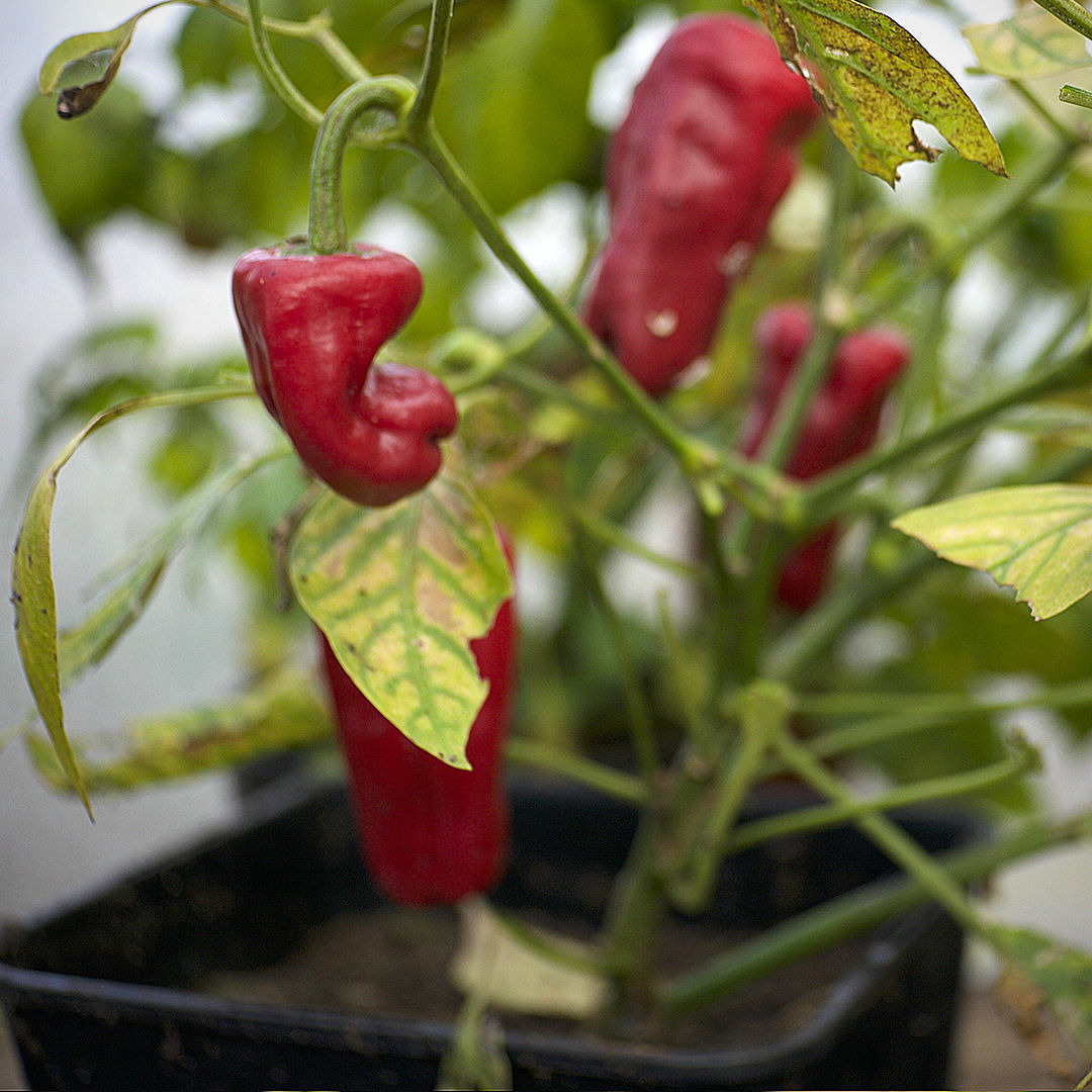 World of Chillies single Yellow Biquinho chilli on wooden surface