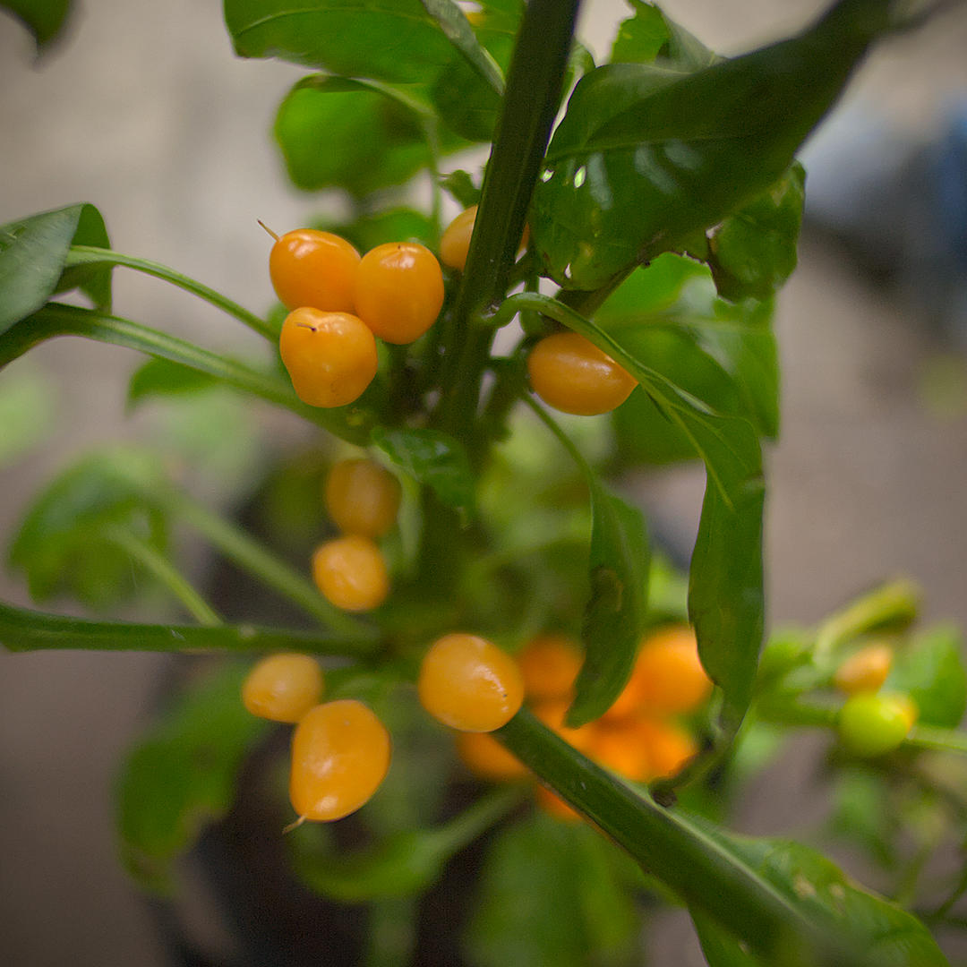World of Chillies Pimento Caxio chilli pods developing on plant