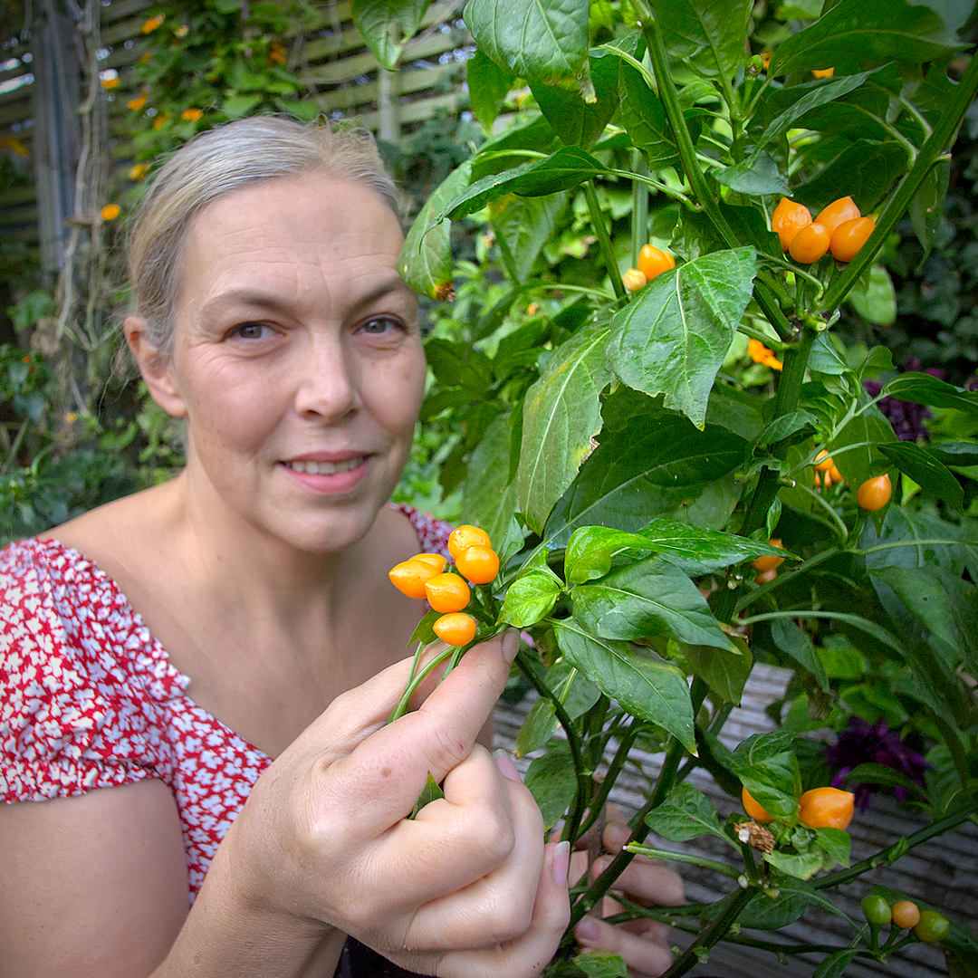 World of Chillies Pimento Caxio chilli plant with clustered pods