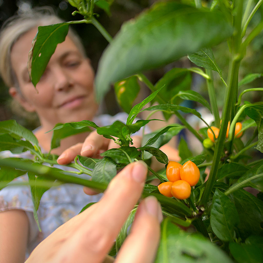World of Chillies Pimento Caxio chilli plant showing heavy fruit set