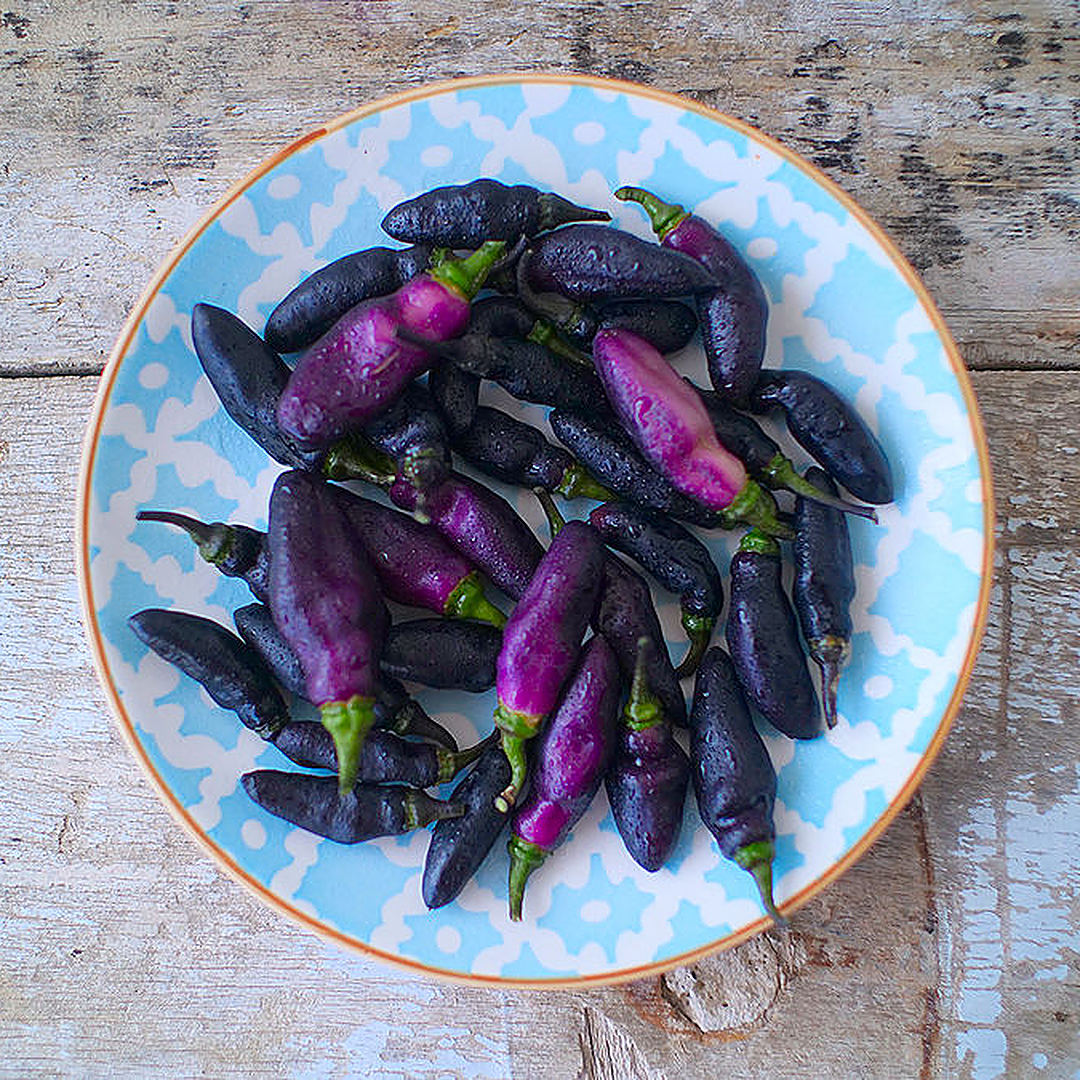 World of Chillies plate of dark purple Pimenta de Neyde chillies ready for use