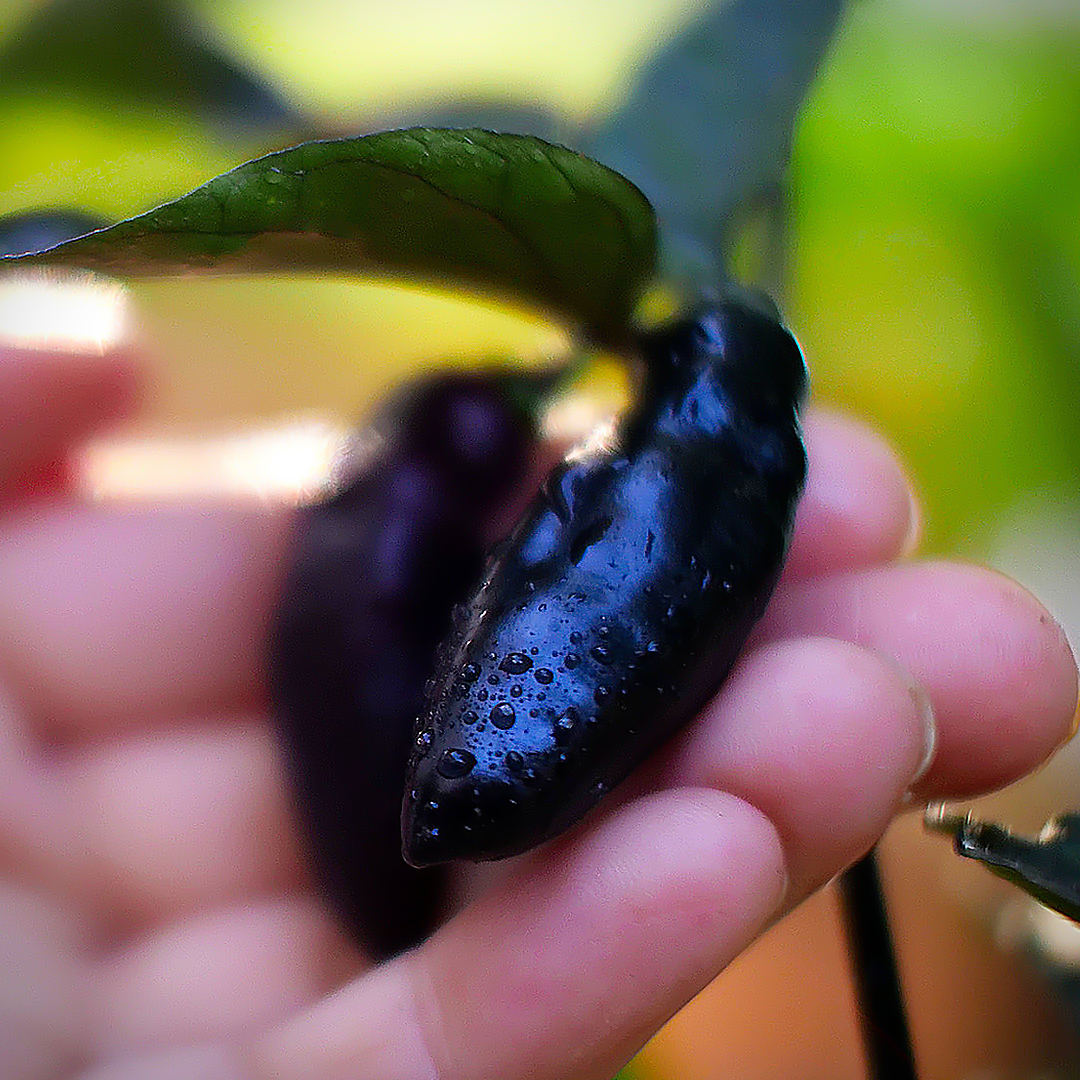 World of Chillies close-up of glossy black Pimenta de Neyde pod with dew