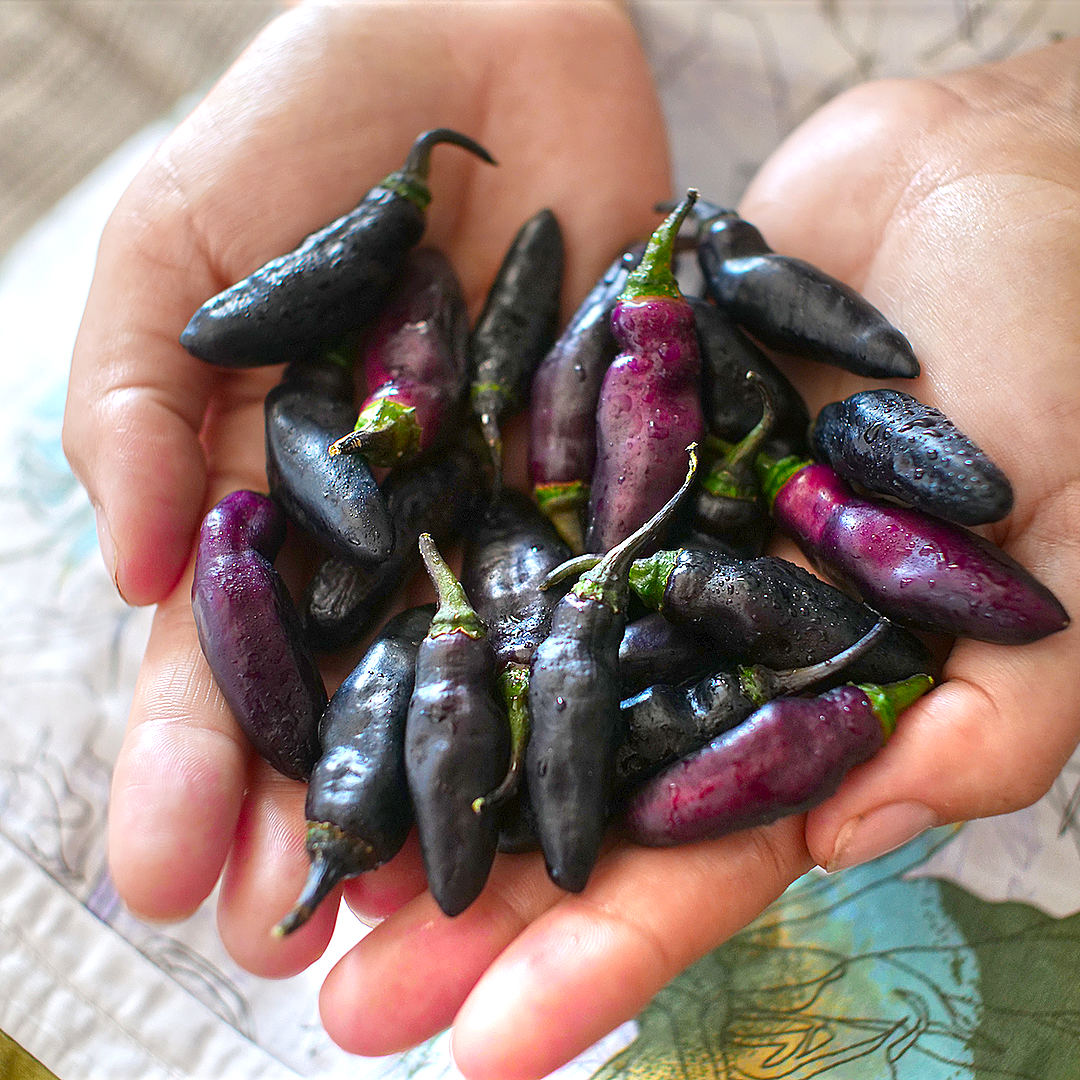World of Chillies freshly picked Pimenta de Neyde chillies held in hands