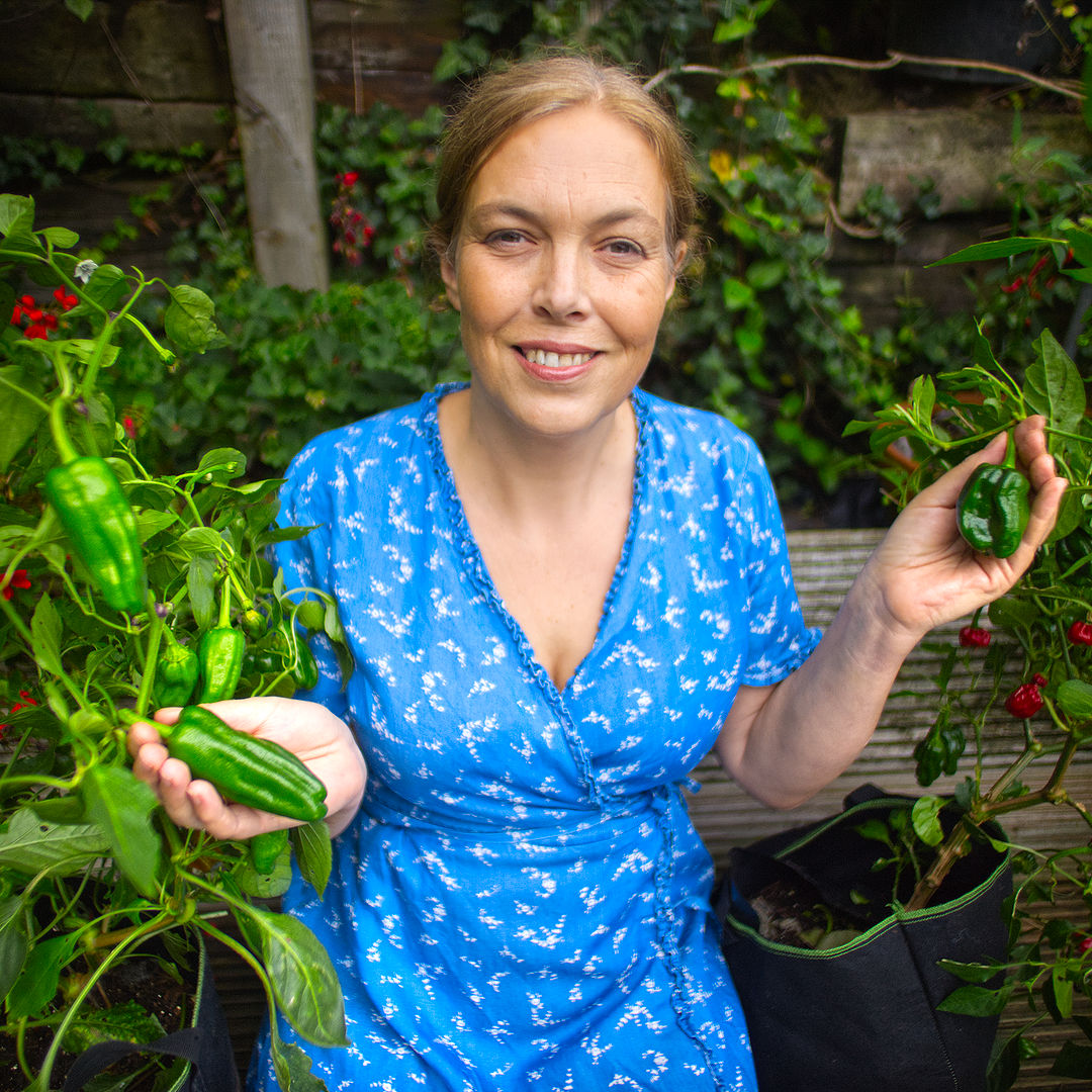 World of Chillies Pimiento de Padron plant with grower and green chillies