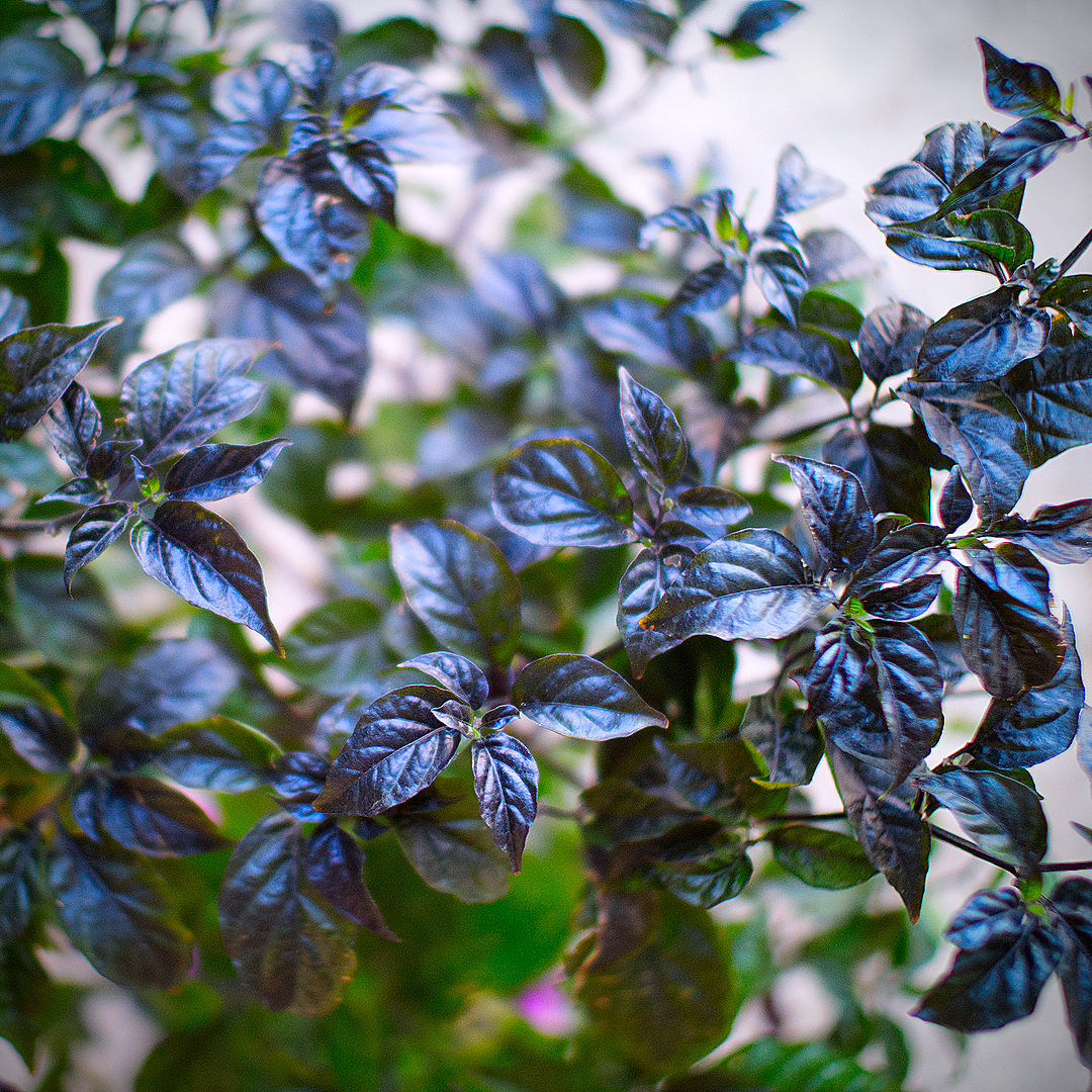 World of Chillies close-up of Pink Tiger chilli leaves showing purple pigmentation