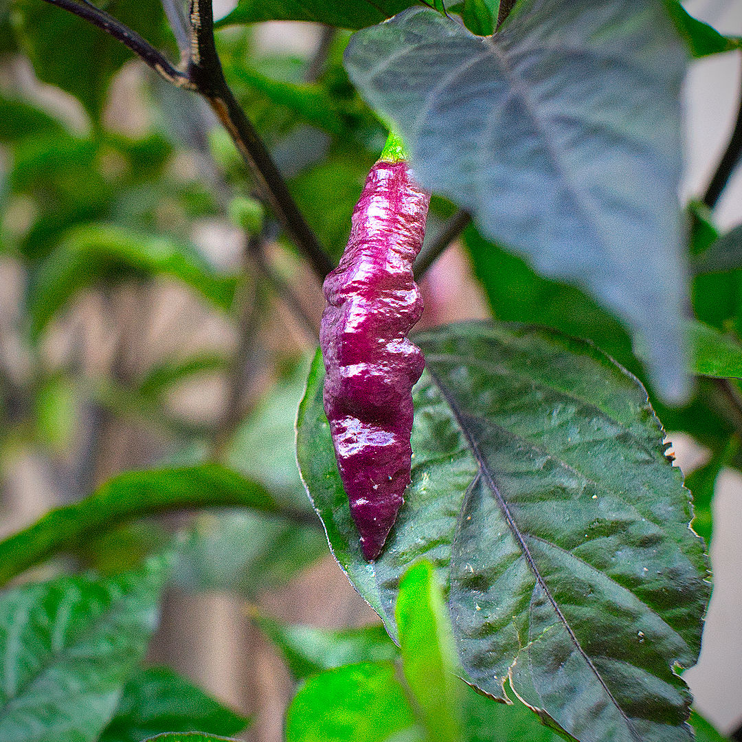 World of Chillies single Purple Pink Tiger pod with metallic sheen among green leaves