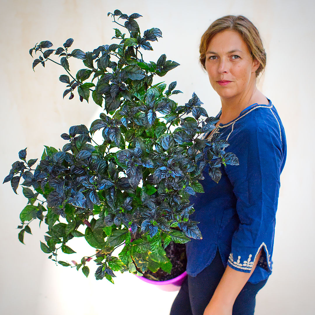 World of Chillies \mature Pink Tiger chilli plant with dark purple leaves and compact shape