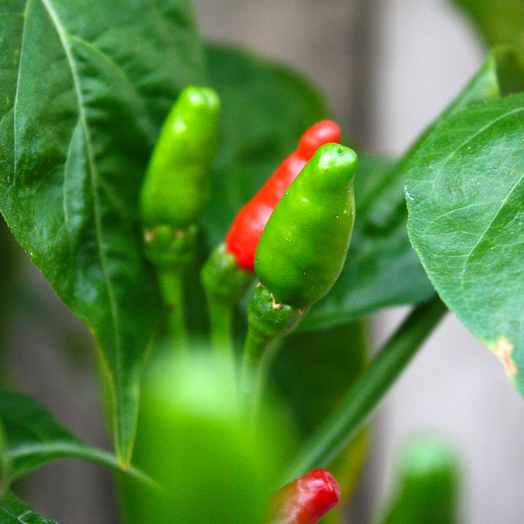 World of Chillies Piri Piri Chilli pods close up on the plant