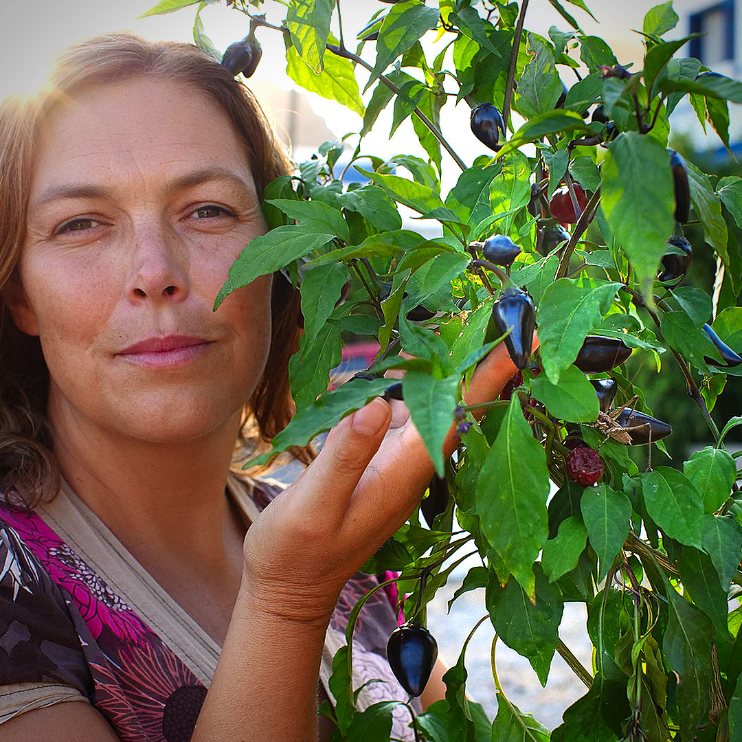World of Chillies grower holding Purple Jalapeno chilli plant