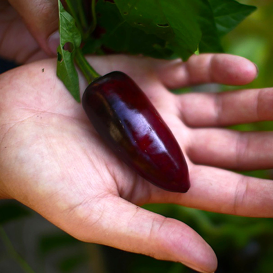 World of Chillies Purple Jalapeno ripe fruit in hand