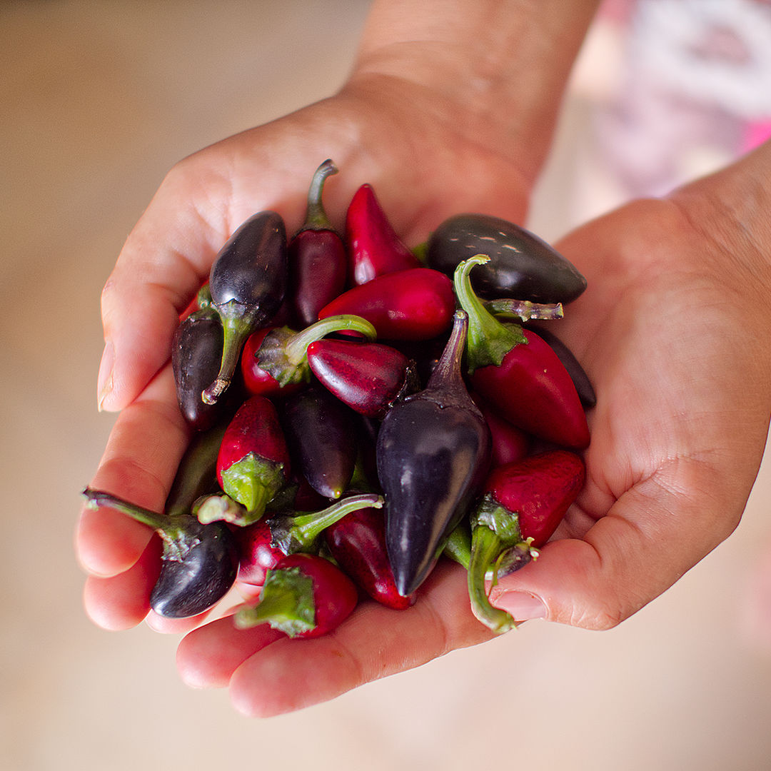 World of Chillies harvested Purple Jalapeno chillies in hands