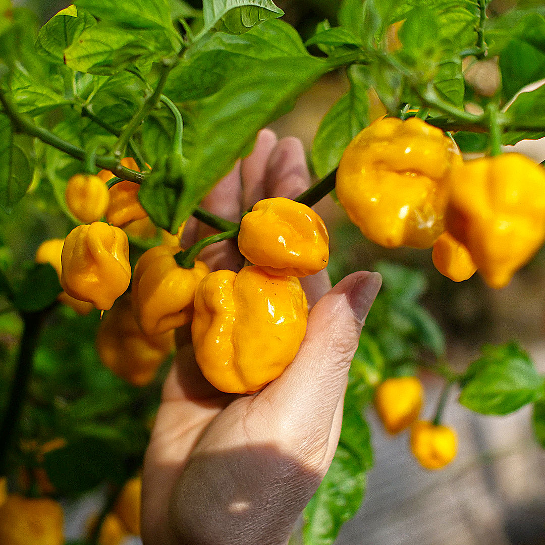 World of Chillies Yellow Moruga Scorpion chillies held in hand