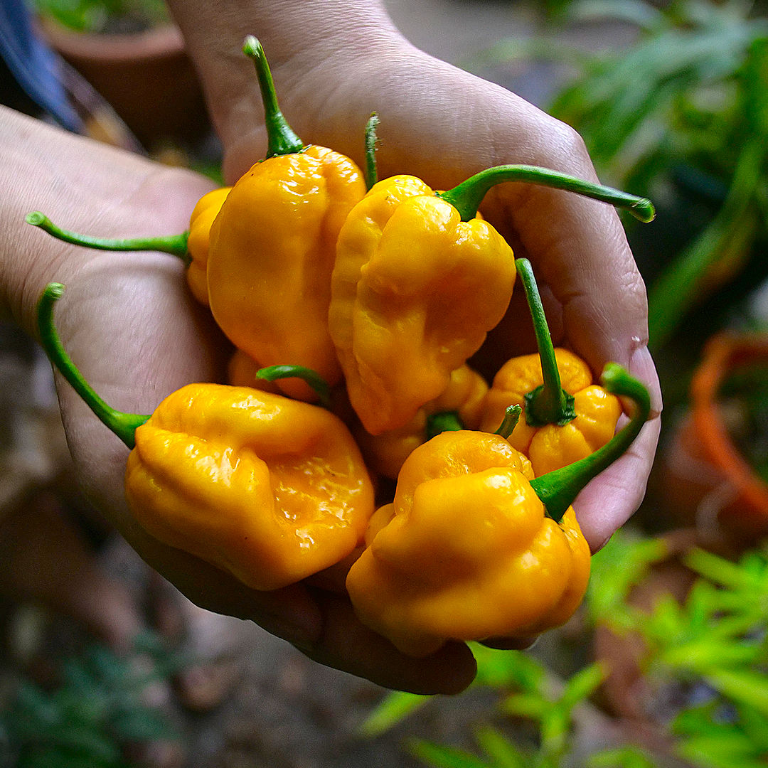 World of Chillies Yellow Moruga Scorpion chillies freshly picked and held in hands