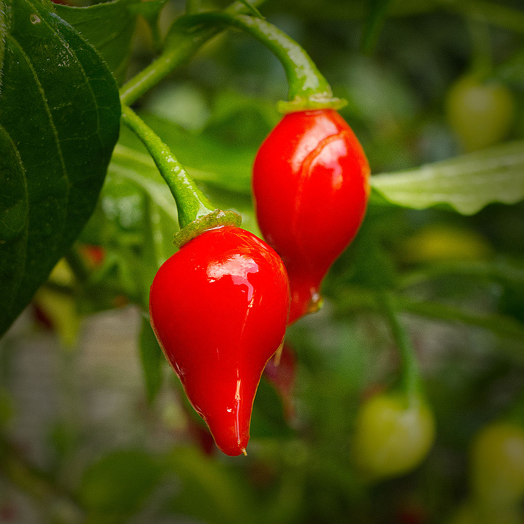 World of Chillies Red Biquinho chillies close up on plant