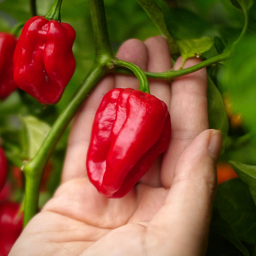 World of Chillies habanero chilli pod held in hand on plant