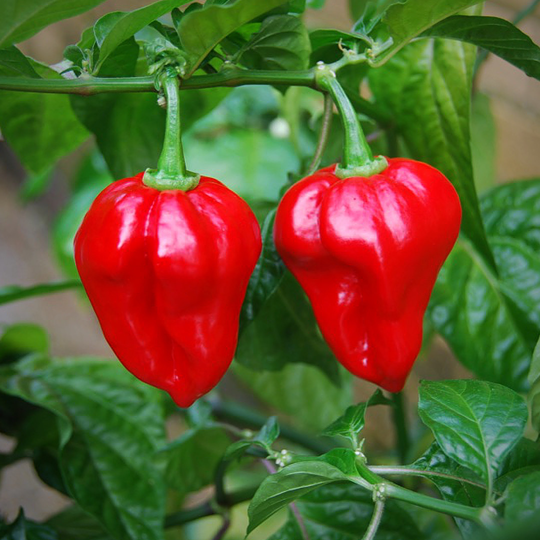 World of Chillies habanero chillies growing in pairs on plant