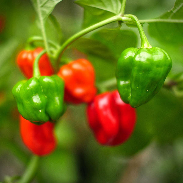 World of Chillies habanero chillies ripening from green to red on plant