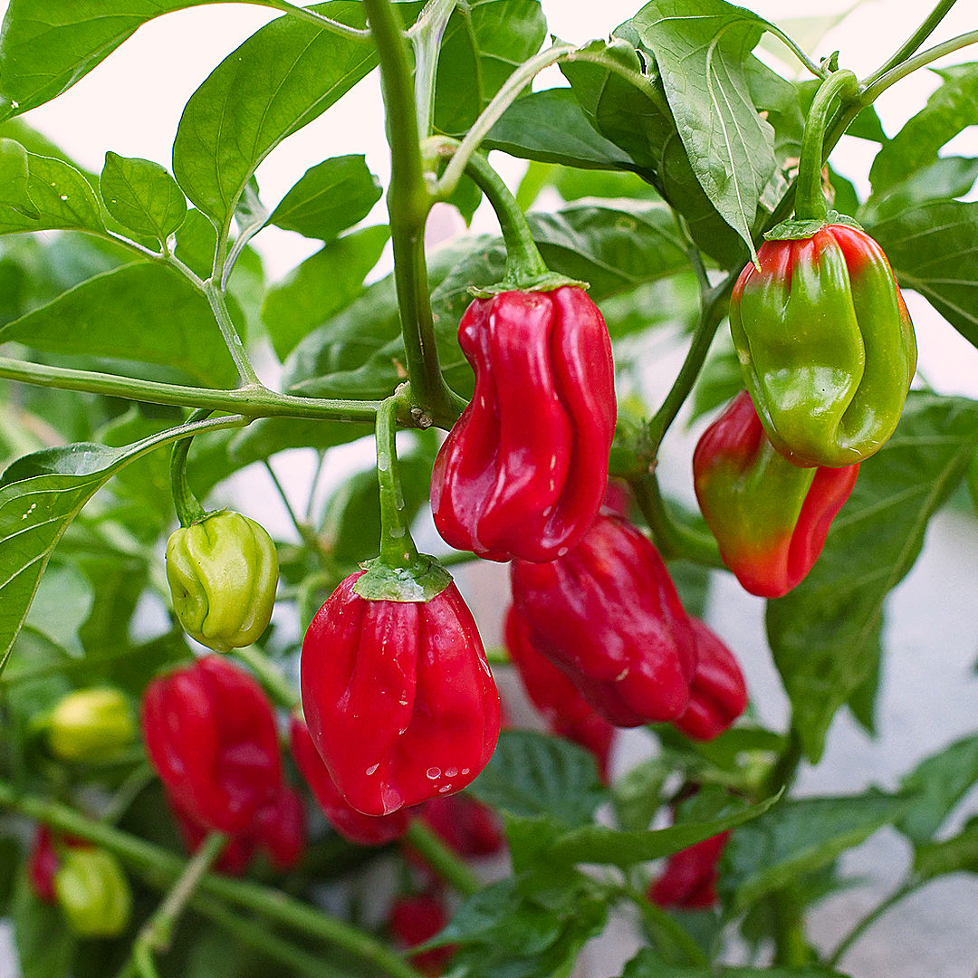 World of Chillies habanero chillies hanging in clusters on branch