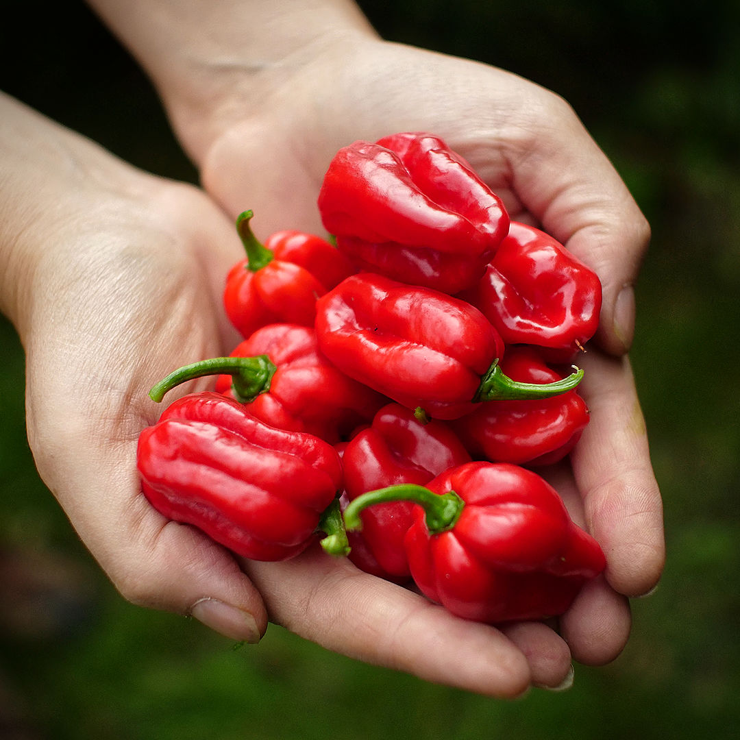 World of Chillies habanero chillies freshly picked and held in hands