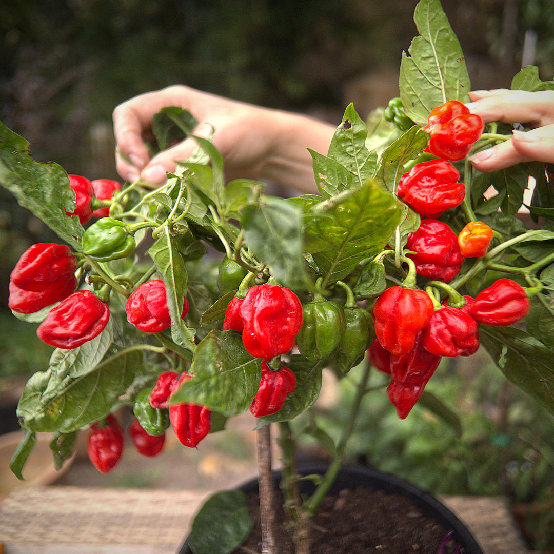 World of Chillies compact Red Seven Pot Chilli plant loaded with ripe pods
