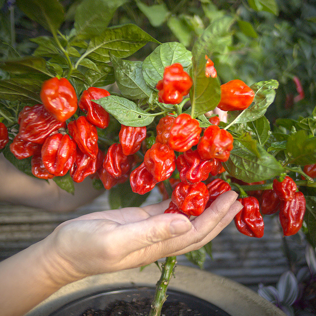 World of Chillies Seven Pot chillies on wicker mat