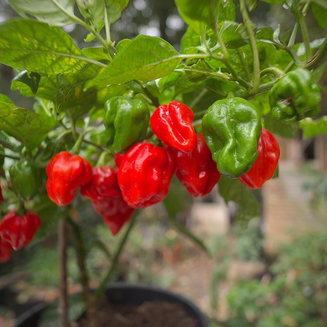World of Chillies Seven Pot chillies on plant held in hand