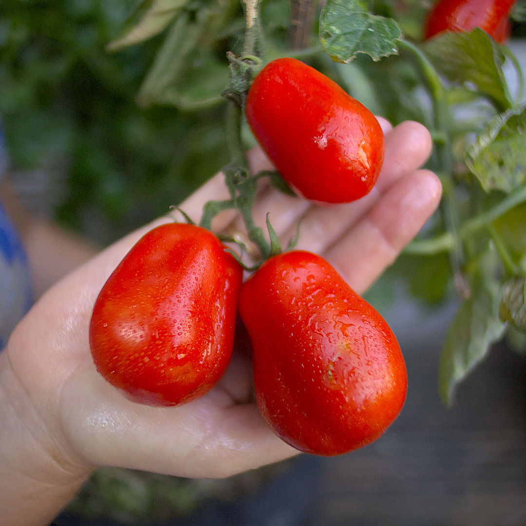 world of chillies roma tomato ripe fruits close-up