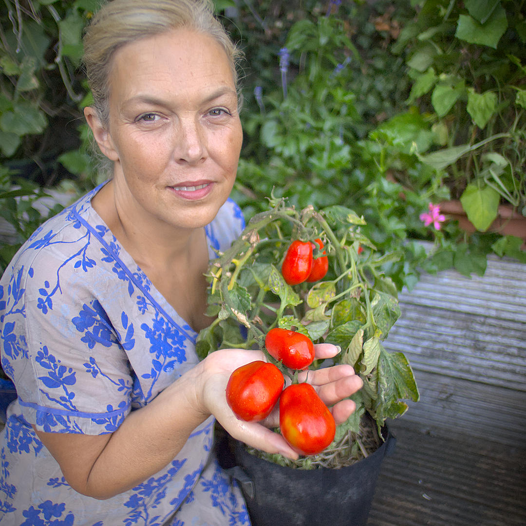 world of chillies roma tomato plant grown in a pot with ripe red fruit