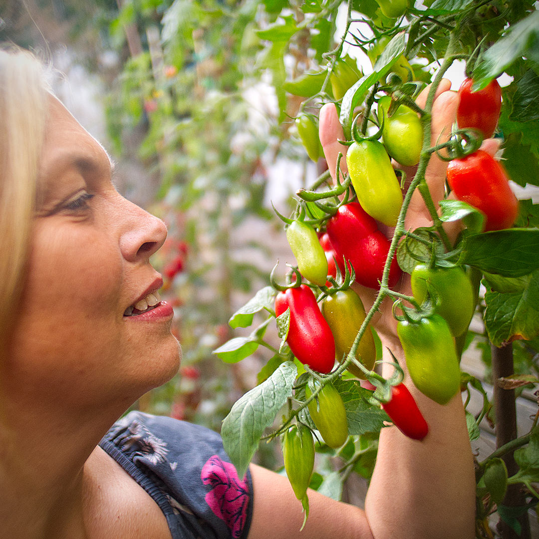 world of chillies san marzano tomatoes ripening on vine being inspected