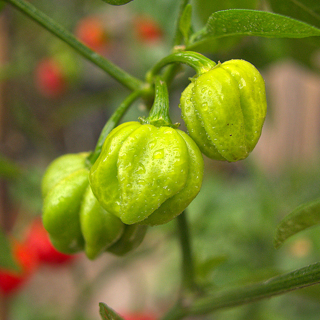 World of Chillies unripe green Scotch Bonnet chillies forming on stem