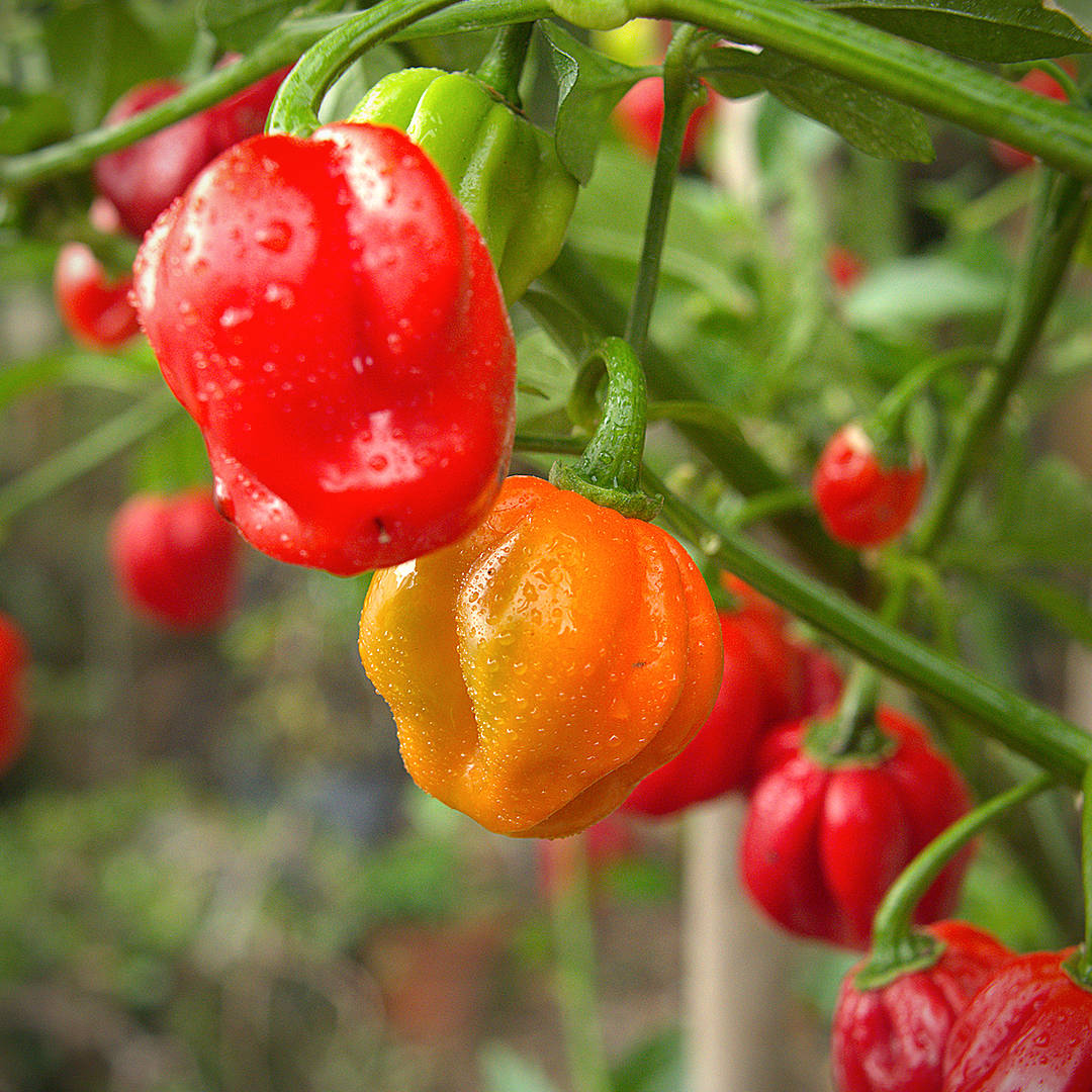 World of Chillies Scotch Bonnet chillies turning from orange to red on the branch