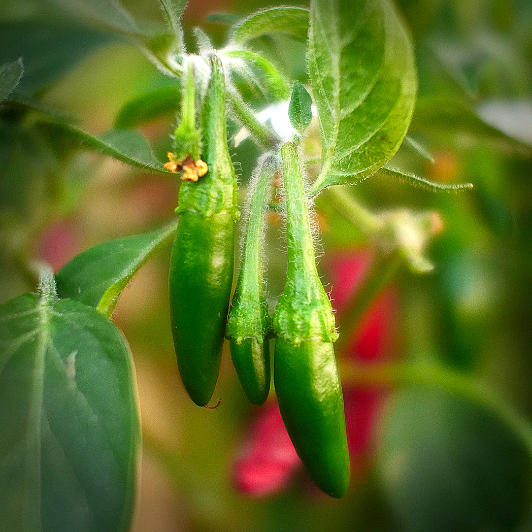 World of Chillies baby Serrano chillies developing on plant