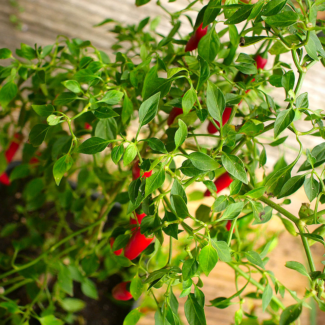 World of Chillies Serrano chilli plant with dense green foliage and red pods
