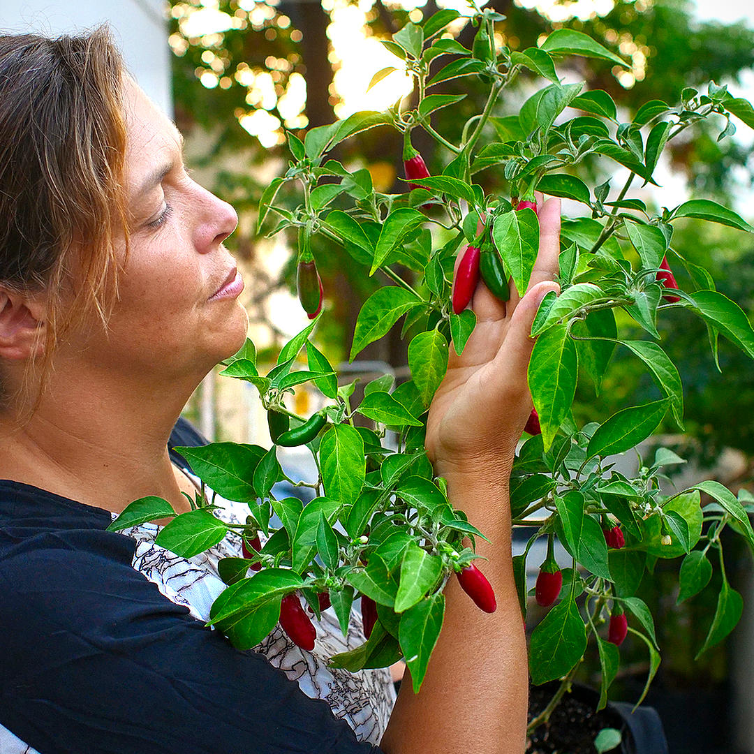 World of Chillies grower holding mature Serrano chilli plant outdoors