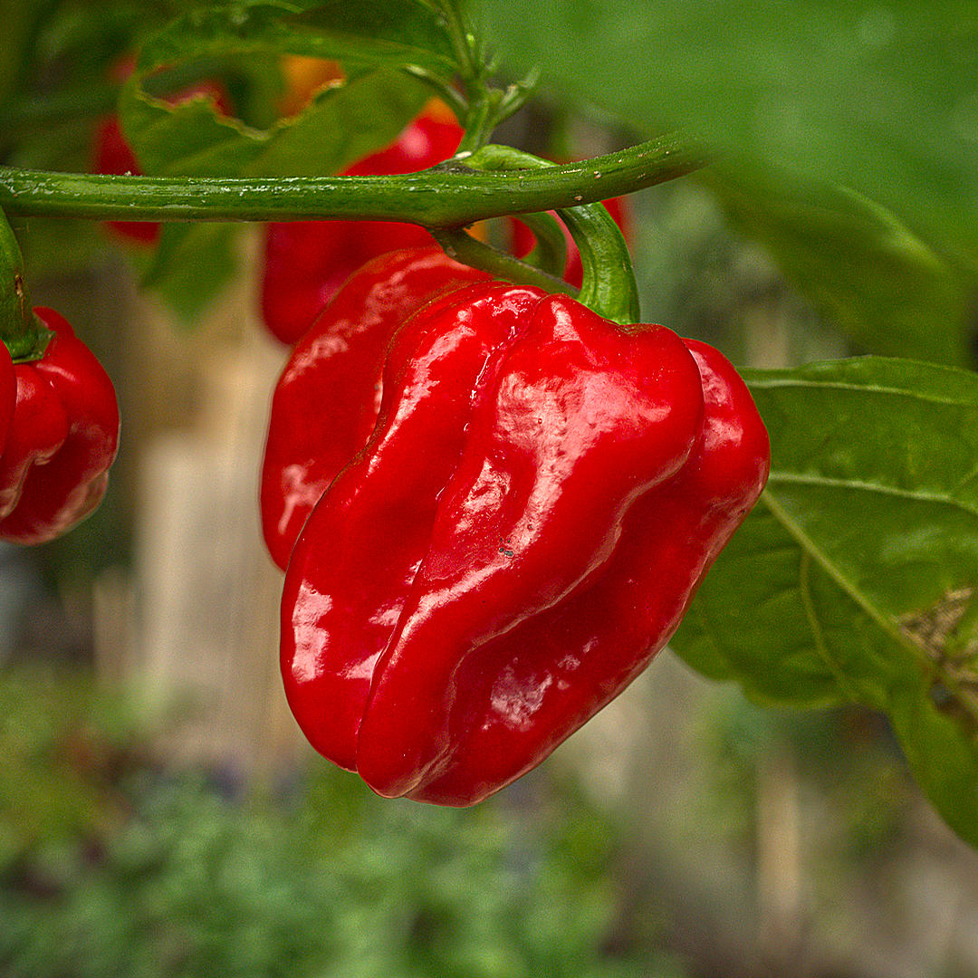 World of Chillies 7 Pot Barrackpore chilli pod close up