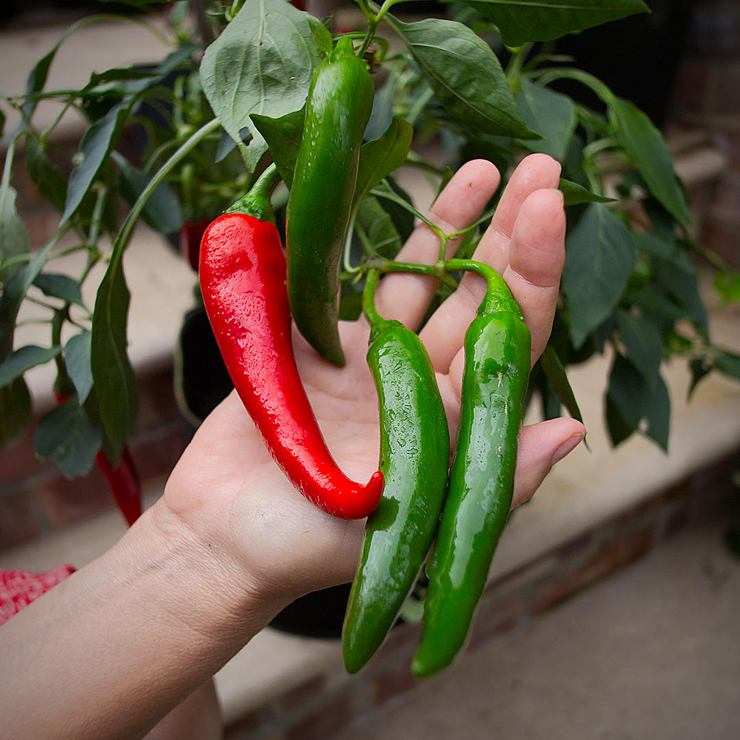 world of chillies large green and ripe red Shakira chillies growing together on the plant