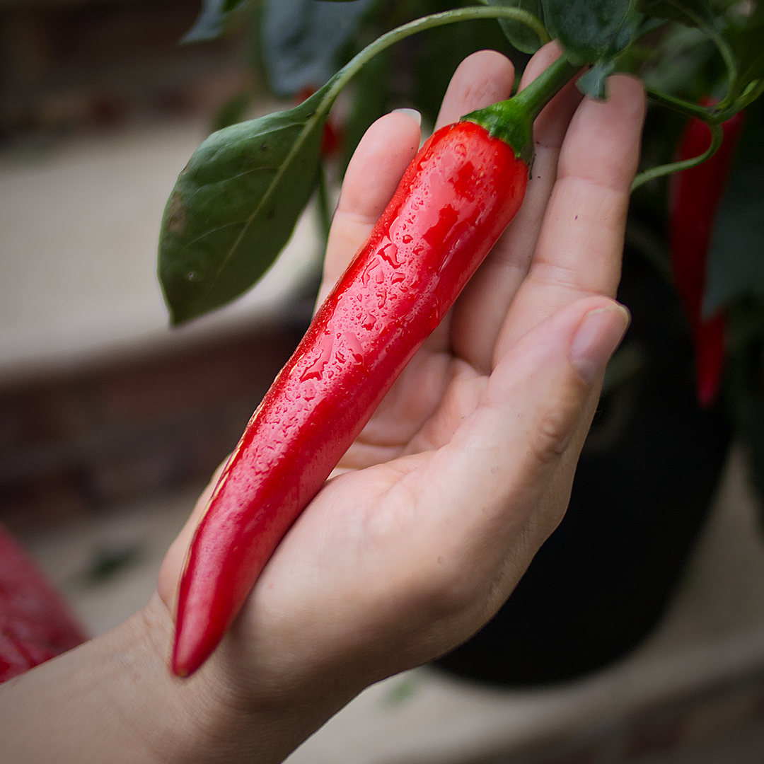 world of chillies close-up of a large ripe red Shakira chilli held in a hand