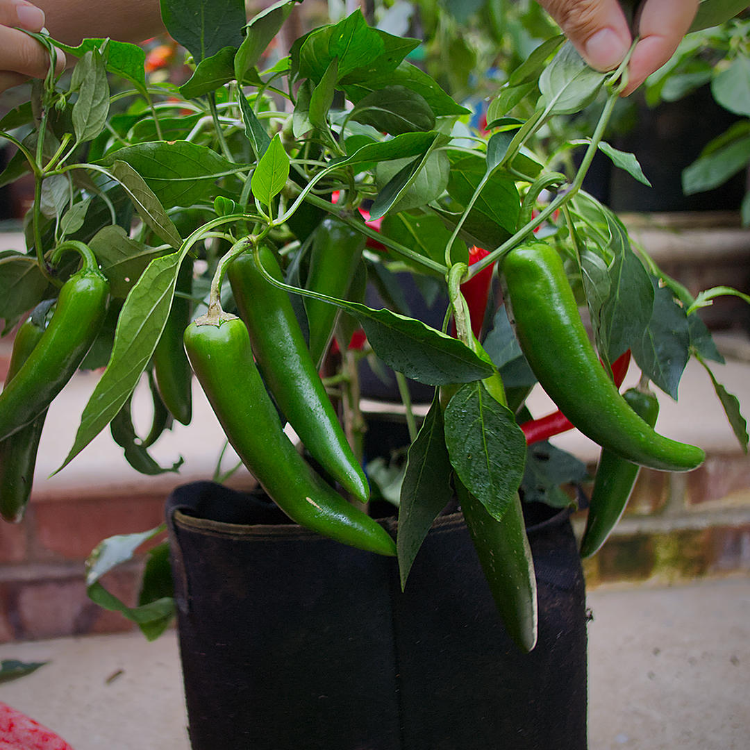 world of chillies productive Shakira chilli plant carrying numerous large green tapered pods
