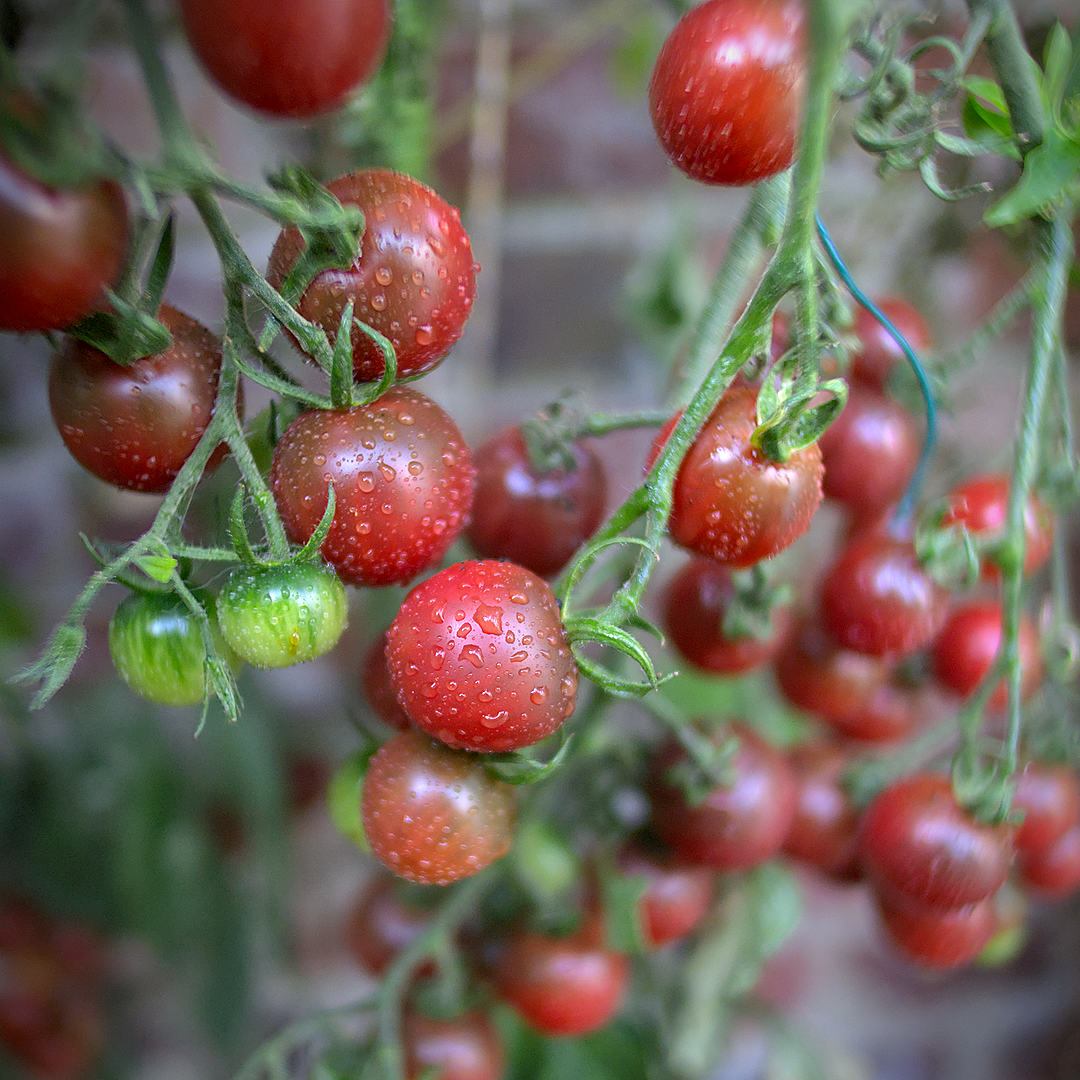 world of chillies sun chocolate tomato plant with hanging cherry trusses